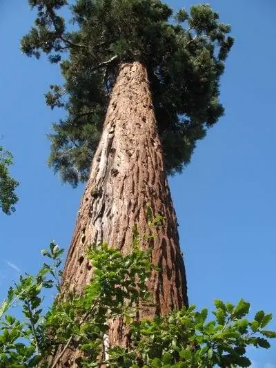 Ствол и листья Sequoiadendron giganteum