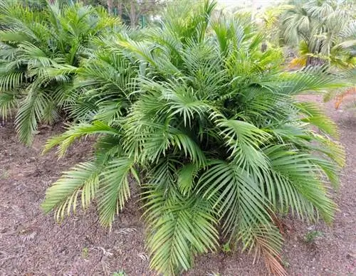 Образец Chamaedorea cataractarum