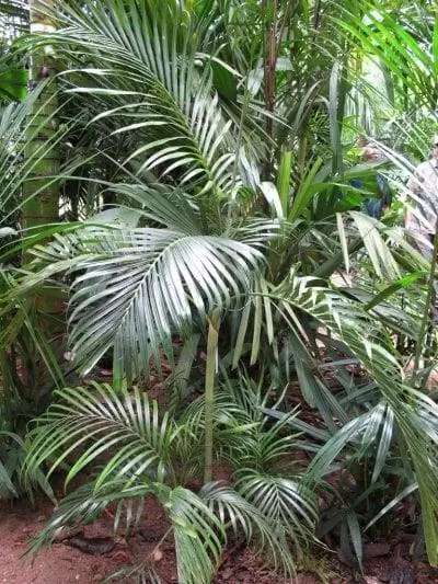 Образец Areca rheophytica