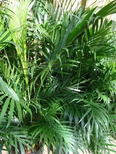 Листья Chamaedorea cataractarum