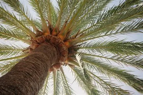 Phoenix dactylifera, финиковая пальма
