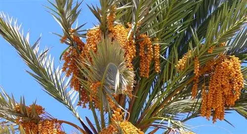 Phoenix dactylifera, очень полезная пальма