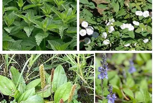 Лучшие домашние средства от сорняков