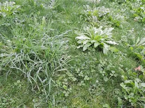 Лучшее время для удаления сорняков - весна и лето.