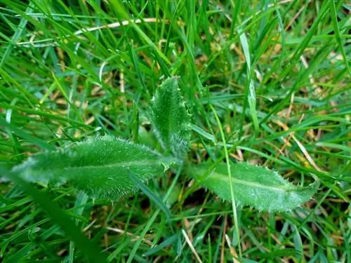 Как предотвратить и уничтожить сорняки органическими средствами