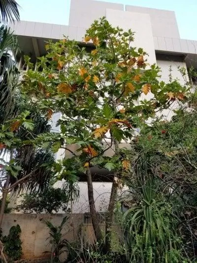 Образец Artocarpus altilis