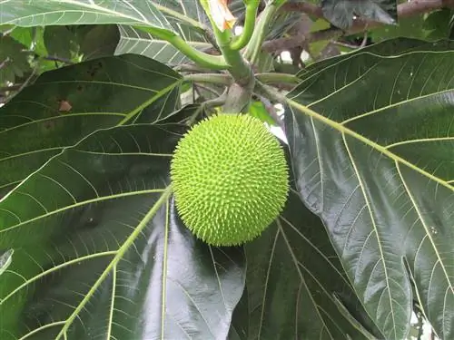 Познакомьтесь с хлебным деревом, очень интересным тропическим растением