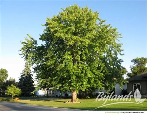 Acer saccharinum взрослый