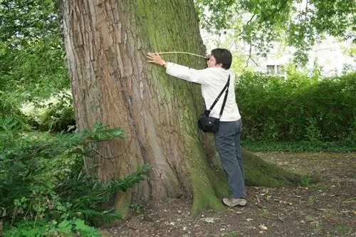 Ствол Acer saccharinum
