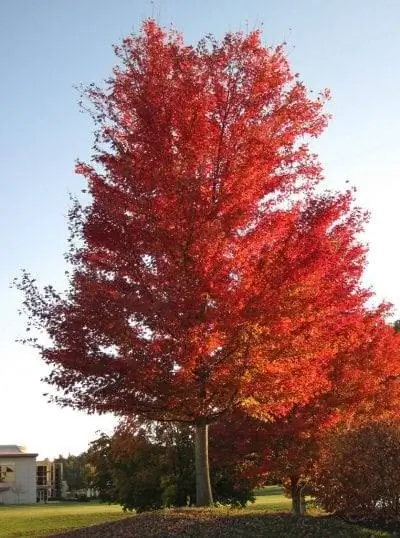 Acer saccharinum осенью