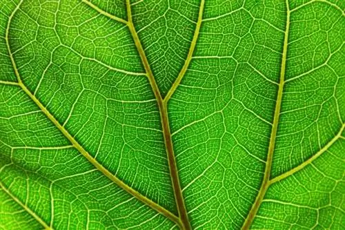 Листья Ficus lyrata большие и красивые.