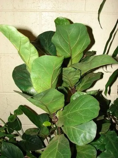 Ficus lyrata можно выращивать в горшке