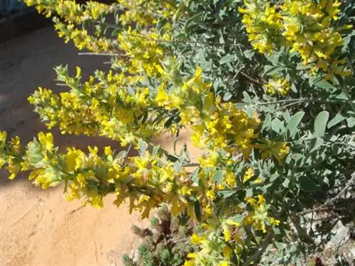 Anthyllis cytisoides - научное название альбайды.