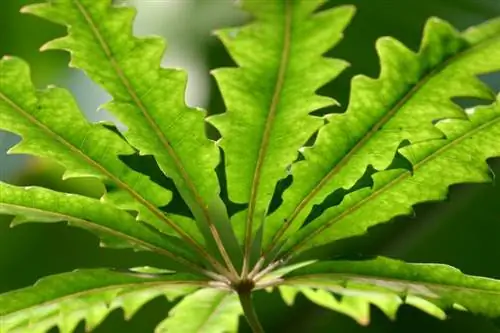 Растение Dizygotheca Elegantissima