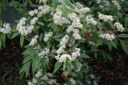 Образец Cotoneaster salicifolius в цветке