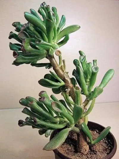 Образец Crassula ovata cv. Голлум