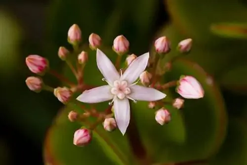 Crassula ovata дает очень красивые цветы.
