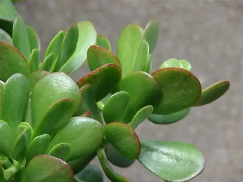 Crassula ovata, суккулентное растение, за которым очень легко ухаживать