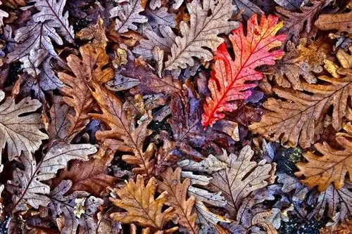 Дубовый лист (Quercus) Характеристики и как их идентифицировать