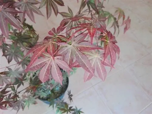 Листья Acer palmatum 'Atropurpureum'