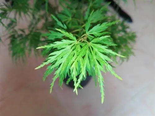 Листья Acer palmatum 'Seyru'