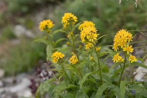 Поместите свой Solidago virgaurea var. лейокарпа на полном солнце