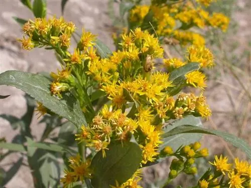 Solidago gigantea - самый крупный представитель рода.
