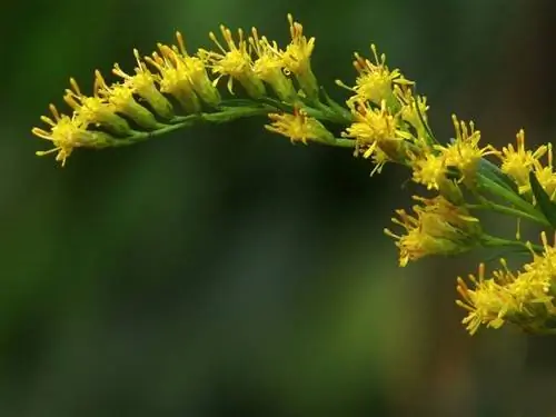 Solidago candensis - исключительное растение для выращивания в горшках.