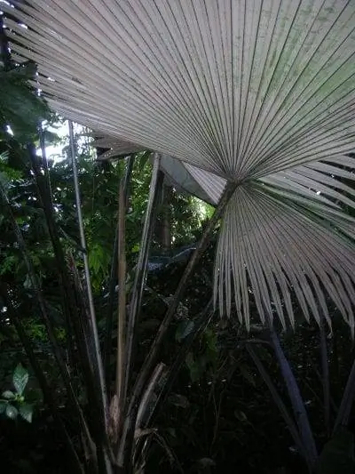 Kerriodoxa elegans в среде обитания