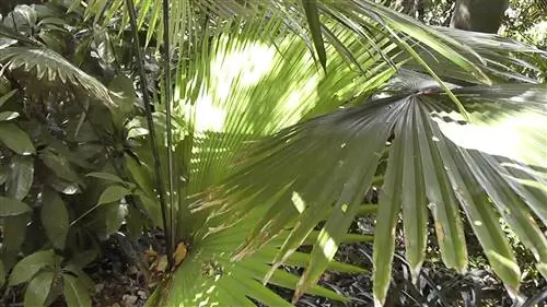 Kerriodoxa elegans, красивая пальма
