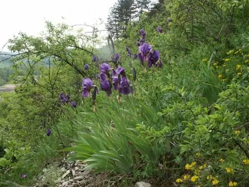 Iris germanica, лилия обыкновенная, в естественной среде обитания.