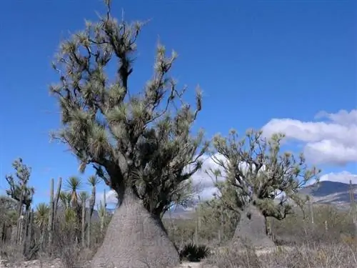 Beaucarnea gracilis в естественной среде обитания.