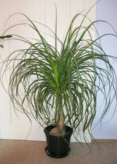 B. recurvata можно использовать как комнатное растение.
