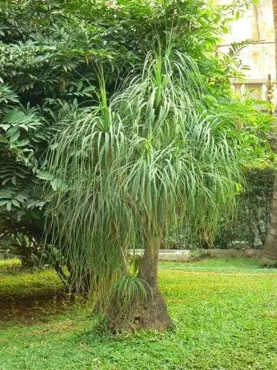 Beaucarnea recurvata, самый популярный вид рода