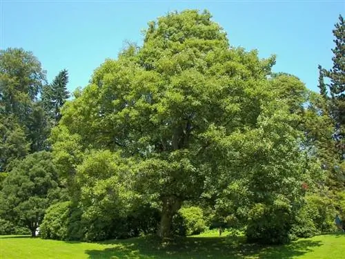 Взрослый экземпляр Acer pseudoplatanus