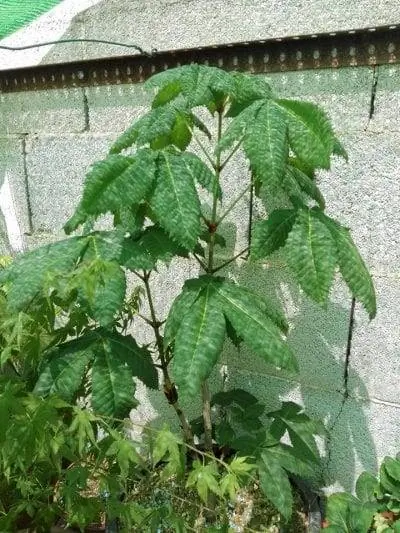 Aesculus hipposcatanum или конский каштан
