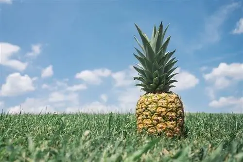 ананас это тропический фрукт ананас это тропический фрукт