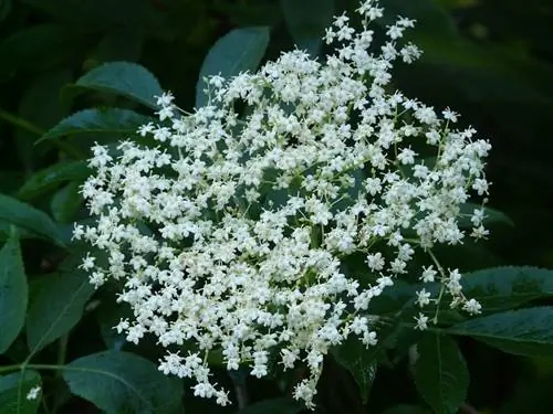 Его ботаническое название Старейшины - Sambucus nigra L. Его ботаническое название Старейшины - Sambucus nigra L.
