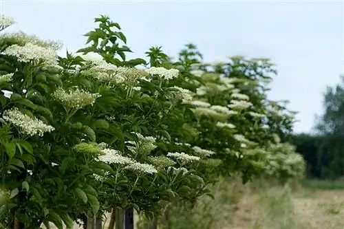 Характеристики Старейшины Характеристики Старейшины