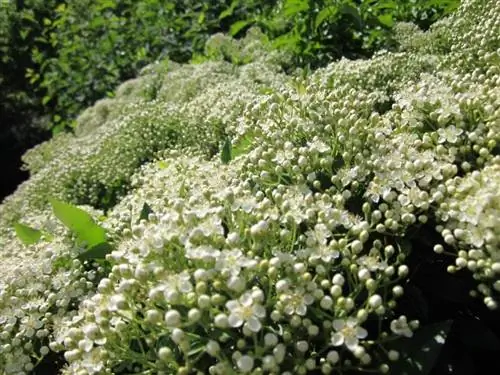 Вы можете использовать Pyracantha coccinea для украшения любого уголка.
