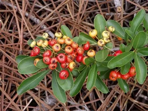 Вид на плоды и листья Pyracantha coccinea