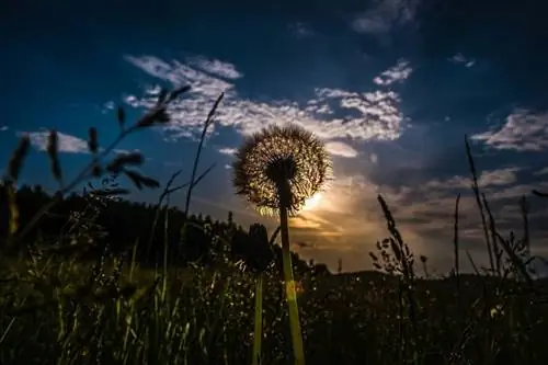Свойства и использование Taraxacum officinale