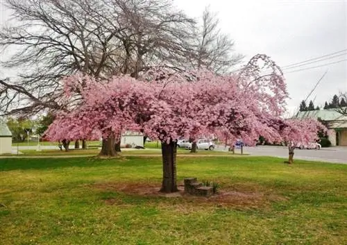 Prunus subhirtella