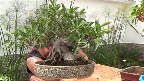 Ficus microcarpa ginseng - многолетнее растение бонсай.