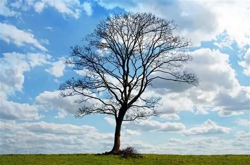 Что делать, если упало дерево