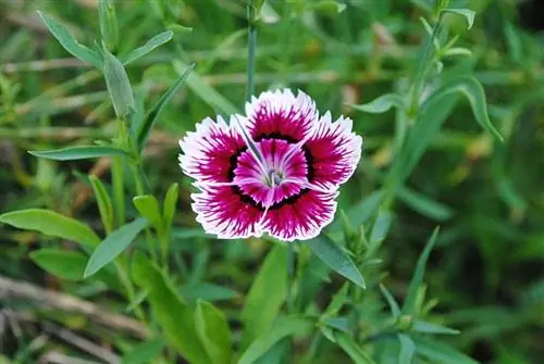 Dianthus chinensis - научное название гвоздики.