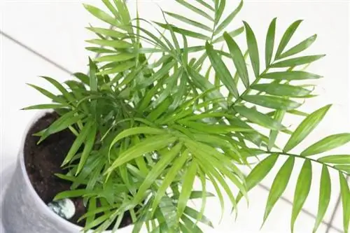 Молодой экземпляр Chamaedorea elegans