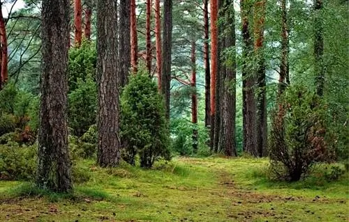 лес умеренного климата лес умеренного климата