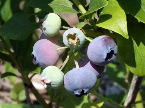 Vaccinium corymbosum, черника