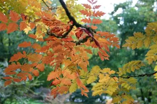 Вид на листья Koelreuteria paniculata осенью